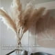 thumbnail image 3 of 5pcs Ramillete De Pampas Naturales O Colas Zorro Para Decoración, Longitud 120cm, 3 of 8