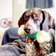 thumbnail image 3 of Juguete para masticar Nylabone Power Chew, barra de doble acción, tamaño XL, 3 of 9