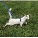 thumbnail image 3 of Arnés y correa elástica para gatos PetSafe Come with Me Kitty, 3 of 6