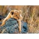 thumbnail image 2 of RAVENSBURGER PUZZLE XXL PEQUENO LEON - 200 PIEZAS., 2 of 3