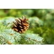 thumbnail image 4 of Piñas navideñas naturales a granel para decoración del hogar, adornos de otoño para árbol de Navidad, paquete de 30, 4 of 6