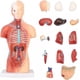 thumbnail image 1 of Torso Humano 28 Cm - Modelo Anatómico Órganos Extraíbles, 1 of 7