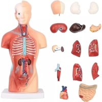 D&M - Torso Humano 28 Cm - Modelo Anatómico Órganos Extraíbles