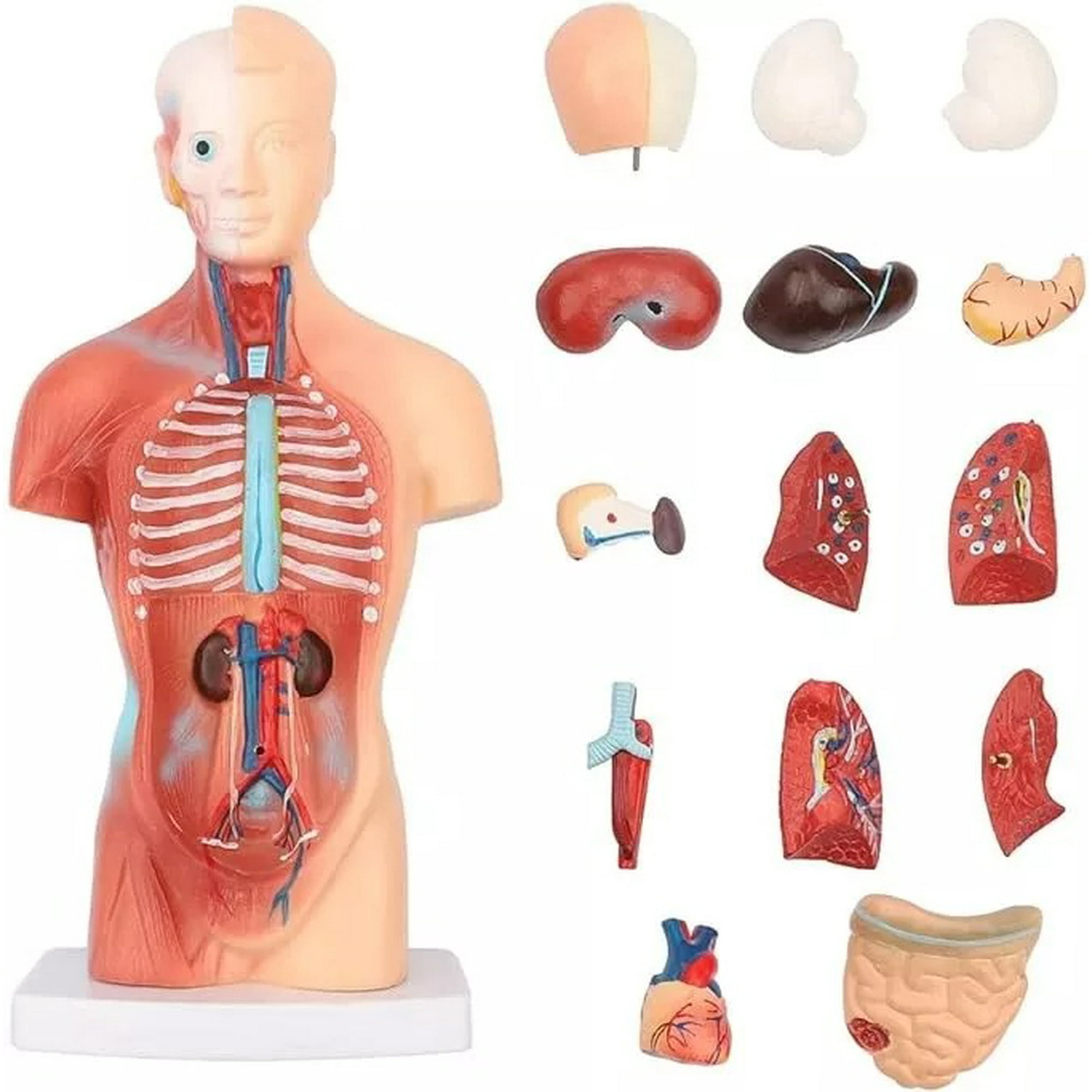 D&m - Torso Humano 28 Cm - Modelo Anatómico Órganos Extraíbles