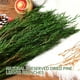 thumbnail image 3 of Ramas de pino real preservadas, agujas de pino naturales de 43 cm, plantas verdes, tallos de pino de 95 g, púas de pino perenne para guirnaldas navideñas, decoración del hogar, bodas y arreglos floral, 3 of 8