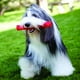 thumbnail image 3 of Juguete Kong Squeezz Ball Para Perro, Large (8cms), 3 of 3