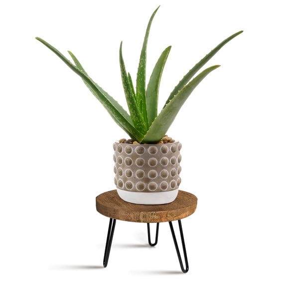 Soporte para plantas OBTAIN de madera y patas metálicas estilo mid-century, talla M