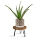 thumbnail image 1 of Soporte para plantas OBTAIN de madera y patas metálicas estilo mid-century, talla M, 1 of 6
