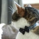 thumbnail image 2 of Collar Para Gato Coastal Diseño Embellished Rojo, 2 of 3