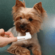 thumbnail image 5 of Set 2 Cepillos De Dientes Dedo Para Perros Y Gatos, 5 of 7