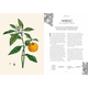 thumbnail image 3 of Perfume - el origen botánico de las fragancias, 3 of 5