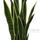 thumbnail image 2 of Planta Decorativa Sanseviera Verde - Amarilla 60 cm, 2 of 3