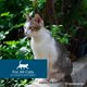 thumbnail image 3 of Tratamiento Spot On Para Gatos Contra Pulgas Y Garrapatas Natural Peppermint 3 Tubos, 3 of 7