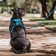 thumbnail image 5 of Correa De Paseo Resistente Para Perros Outdoor Petlounge celeste, 5 of 6