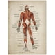 thumbnail image 2 of Lienzo de anatomía de estilo vintage francés, esqueleto médico, cuerpo humano, músculos, arte de pared, impresión de imágenes y póster para decoración de clínica médica, 40 x 50 cm x 6 sin marco, 2 of 7