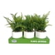 thumbnail image 3 of Planta articial ficus variegado, producto surtido 1 un, 3 of 6