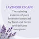 thumbnail image 4 of Ambientador en aerosol Citrus Magic Lavender Escape 90 ml x3, 4 of 7