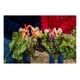 thumbnail image 4 of Semilla Acelga Colores para Huerto y Jardín Las Encinas, 4 of 4