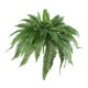 thumbnail image 1 of Helecho artificial de Boston casi natural de 48 cm con 67 hojas, 1 of 4