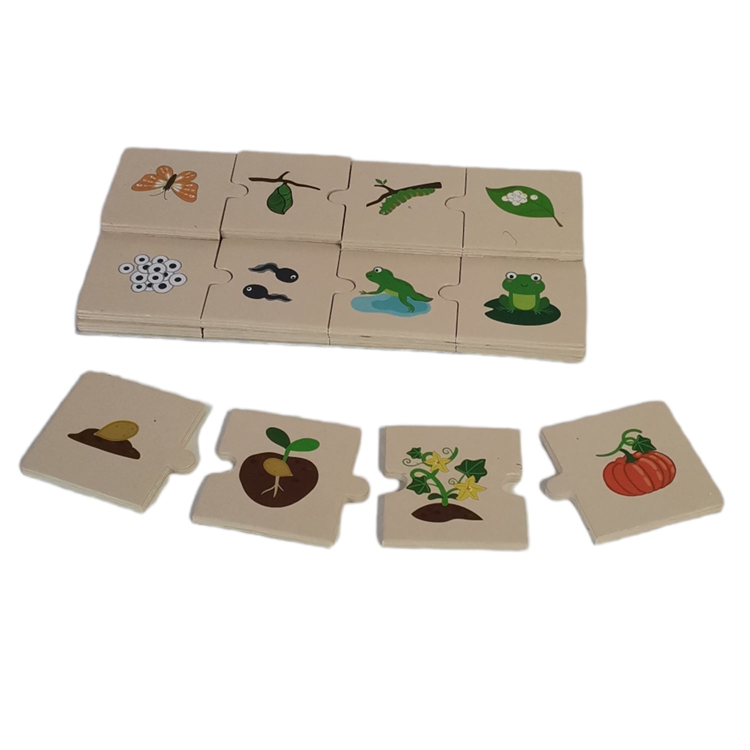 Seigard - Puzle Ciclo De La Vida Y Animales