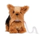 thumbnail image 1 of Cachorro Yorkshire Terrier, 1 of 2