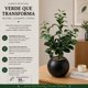 thumbnail image 5 of Planta Artificial Ficus Decorativa Maceta Decoracion Hogar gris oscuro, 5 of 8