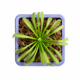 thumbnail image 1 of Drosera capensis - planta carnivora, 1 of 3