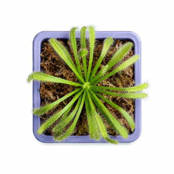 Drosera capensis - planta carnivora