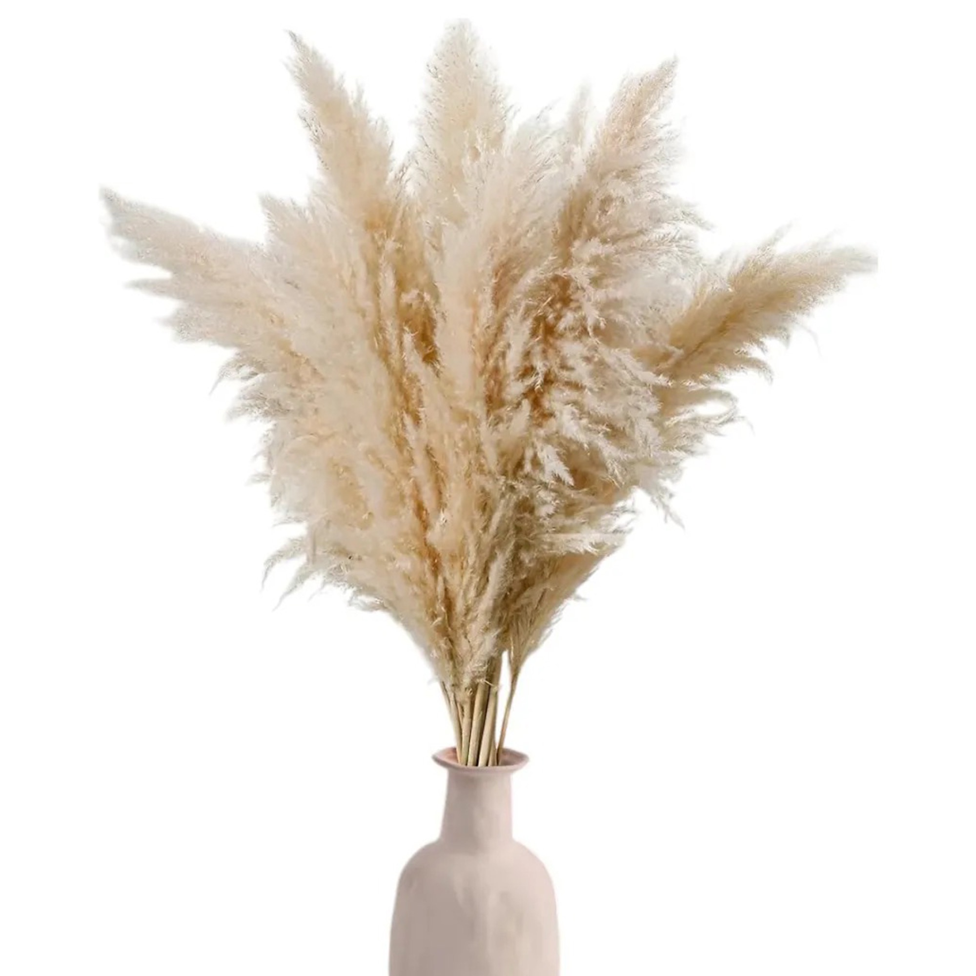Genérica - 5Pcs Ramillete De Pampas Naturales O Colas Zorro Para Decoración, Longitud 120Cm