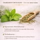 thumbnail image 4 of Té B-Experts de yerbabuena (hierbabuena) 60 bolsitas premium, 4 of 9