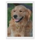 thumbnail image 1 of Golden Retriever Kits de Pintura de Diamantes para Adultos 5D DIY Diamond Art Kits Full Drill Diamond Dots para Regalo Decoración de Pared y Relajación Artes de Gemas 30*40cm, 1 of 6