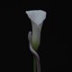 thumbnail image 1 of ABIS MUSIC SUMERIAN RECORDS Parrhesia, 1 of 1