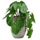 thumbnail image 1 of Taro En Macetero 21 Cm, 1 of 3