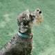 thumbnail image 2 of Collar Para Perro Resistente Y Ajustable - Pidan®, 2 of 3