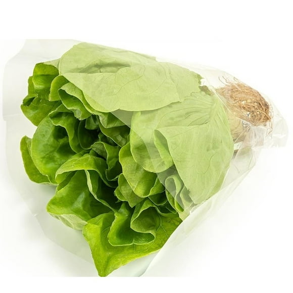 Lechuga Española Hidropónica Bolsa, 1 Un