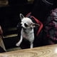 thumbnail image 3 of Portabebés para perros, de malla transpirable, con manos libres, correa acolchada ajustable, bolsa frontal, bandolera individual para perros y gatos., 3 of 8