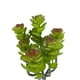 thumbnail image 2 of Cactus Boxwood 20cm Súper Realista, 2 of 3