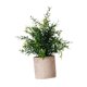 thumbnail image 4 of Mini Planta Falsa En Maceta, Regalo De Inauguración De La Casa, Decoración Para El Hogar, Dormitorio, Balcón, Estilo B, 4 of 5