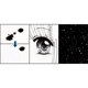 thumbnail image 2 of Pincel Ink Kuretake ZIG Cartoonist, blanco, 30 ml, para bolígrafo, 2 of 6