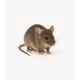 thumbnail image 4 of Raticida Ratones pellet x 500g, 4 of 4