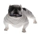 thumbnail image 4 of Figura De Juguete De Simulación De Modelo Animal, Figura Decorativa Para El Hogar, Perro Matón, 4 of 5