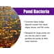 thumbnail image 5 of Pond Bacteria Pond Worx concentrado para estanques grandes, 960 ml, 5 of 5