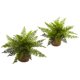thumbnail image 1 of Arbustos de helecho con volantes casi naturales para plantas artificiales, juego de 2, 1 of 3