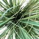 thumbnail image 2 of Pasto Con Caida Verde 90cm Artificial, 2 of 3