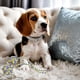 thumbnail image 3 of Set 3 Juguete De Mascota Cuerda Mordillo Perros Lau, 3 of 3