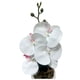 thumbnail image 5 of Orquidea pequena, 5 of 7