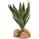thumbnail image 2 of Terrario Plant Green Aloe Desert Flora, 2 of 2