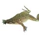 thumbnail image 5 of Kit inicial de rana enana africana Nature Gift Store, 5 of 5