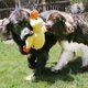 thumbnail image 2 of Juguete KONG Comfort Duck XL para Perros de Todas las Razas, 2 of 5