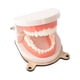 thumbnail image 2 of Niños Vida Práctica Cepillado Dientes Modelo Ocupado Tablero Accesorios Para Niños, 2 of 5